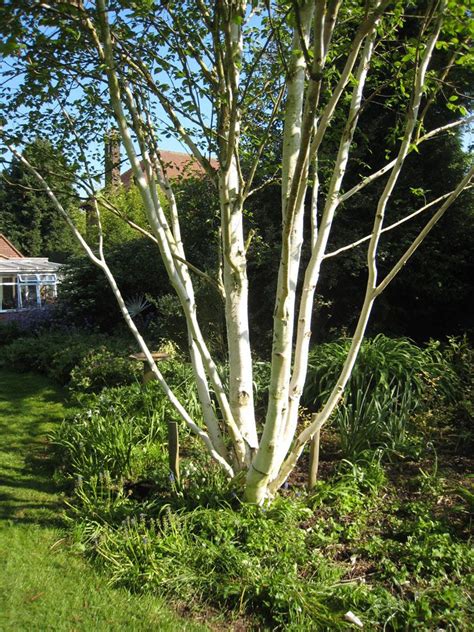 Betula utilis Jacquemontii multi stemmed | Birch trees garden, Ornamental trees, Birch trees ...