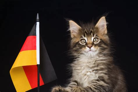 German Cat Breeds: A Quick Overview - Kitty Devotees