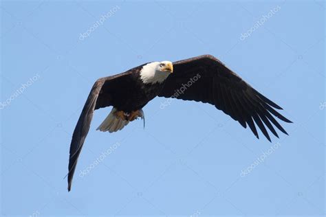 Majestic Bald Eagle Stock Photo by ©steve_byland 26908101