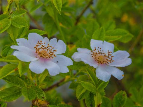 Free Images : flower, flowering plant, petal, multiflora rose, Woods rose, Rosa omeiensis, rosa ...
