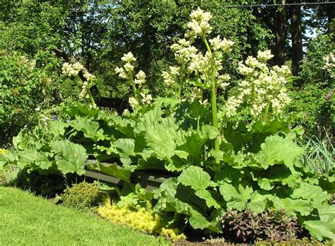 Rhubarb Flowers | I encourage readers of Your Small Kitchen … | Flickr