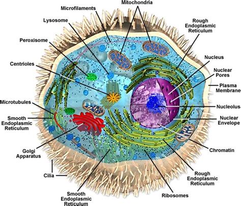 4th Grade Science: Animal Cells