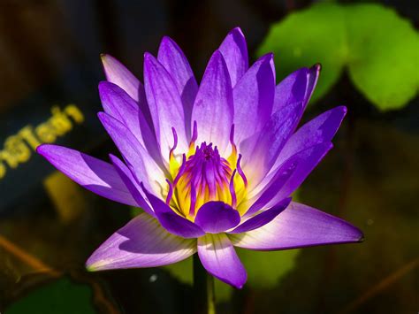 Lotus Flower Free Stock Photo - Public Domain Pictures