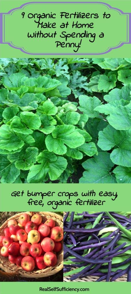 9 Organic Fertilizers to Make at Home - Without Spending a Penny! | Real Self-Sufficiency