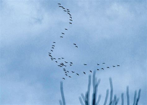 How and Why Did Bird Migration Evolve? | Audubon