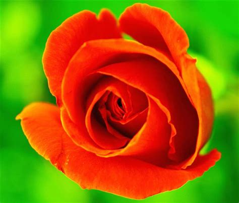 A Rose by Any Other Color - Magnificent! | Baba Recommends - BabaMail