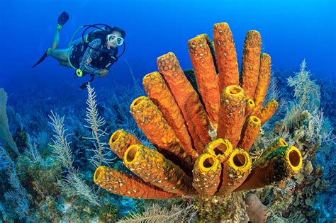 There is no better time to enjoy Cayman’s wonderful world of sponges - DIVER magazine