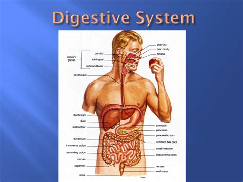 PPT - Digestive System PowerPoint Presentation, free download - ID:1922176