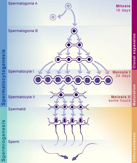 Spermatogenesis - Cell Division