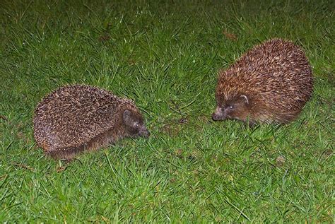 European Hedgehog Breeding Biology - Oestrous & Gestation | Wildlife Online