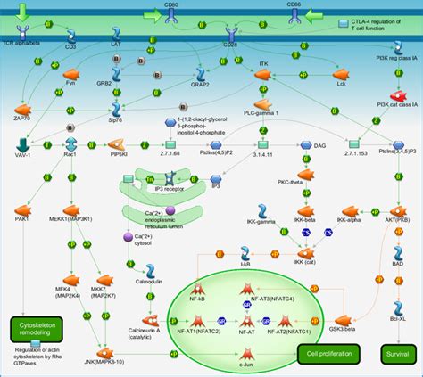 Immune response - CD28 signaling Pathway Map - PrimePCR | Life Science ...