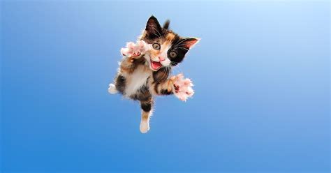 Kittens Pouncing: Adorable Photo Gallery | TIME