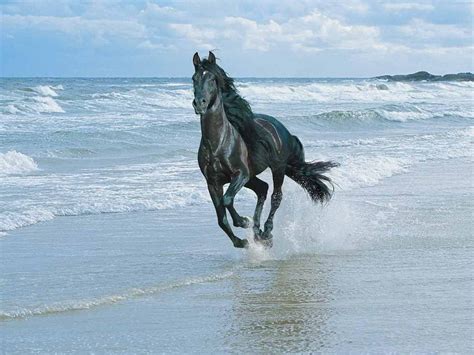 Friesian Horse Wallpapers - Wallpaper Cave