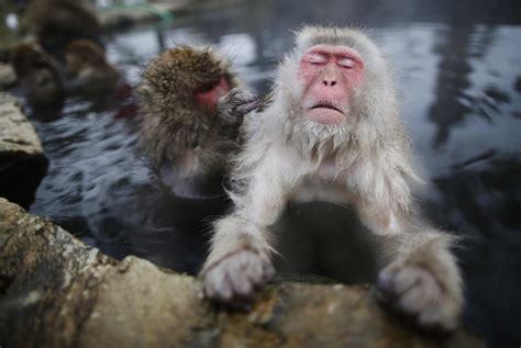 Snow Monkeys Bathe in Hot Springs to Relieve Stress Just Like We Do, Study Shows - Newsweek