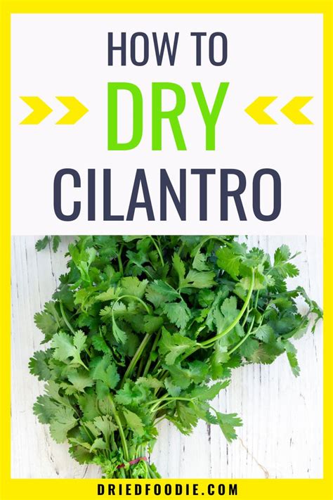 How to Dry Cilantro [+ Tips for Using & Storing] - Dried Foodie ...