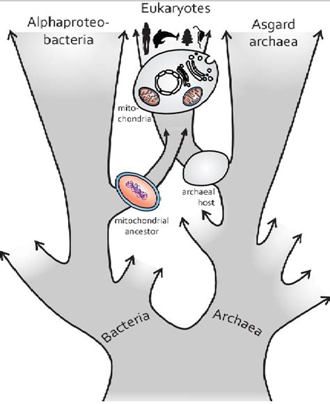 Researchers redefine the origin of the cellular powerhouse