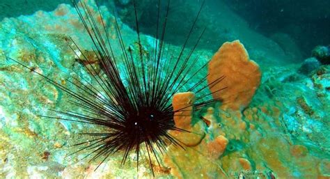 What Do Sea Urchins Eat - How They Get Food