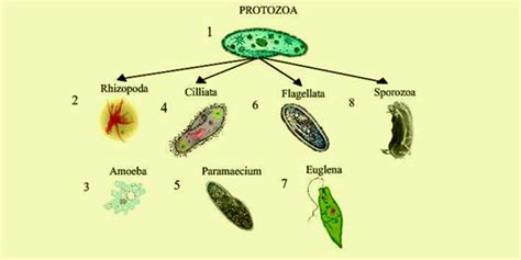 Kingdom Protista- Classification and its Characteristics Features