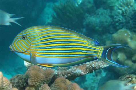 Acanthurus lineatus