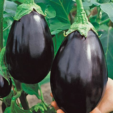 Gurney's 2 in. Pot Black Beauty Eggplant, Live Potted Vegetable Plant ...