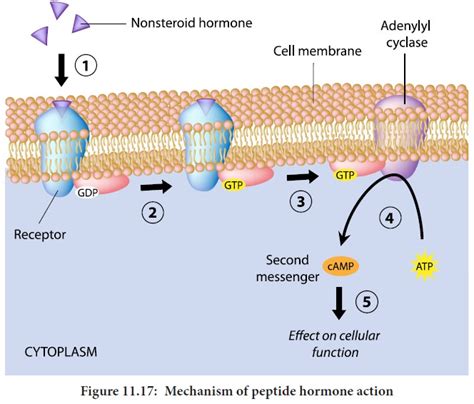 Mechanism of hormone action