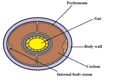 Kingdom Animalia - Different Phylum, Classification, Characteristics