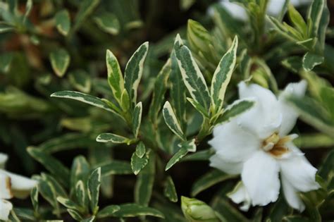 Gardenia Radicans Variegata - boekvandedag