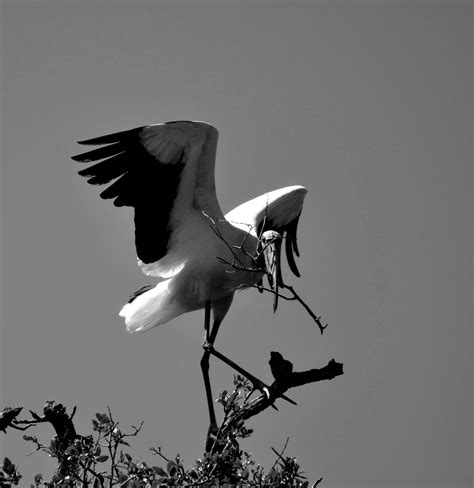 Wood Stork Nesting Free Stock Photo - Public Domain Pictures