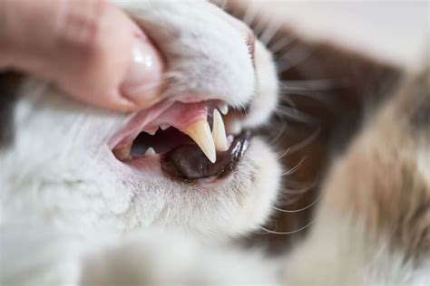 Tooth Resorption in Cats | Perry Vets