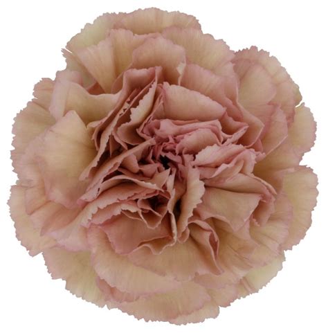 creola carnation | Claveles, Plantas