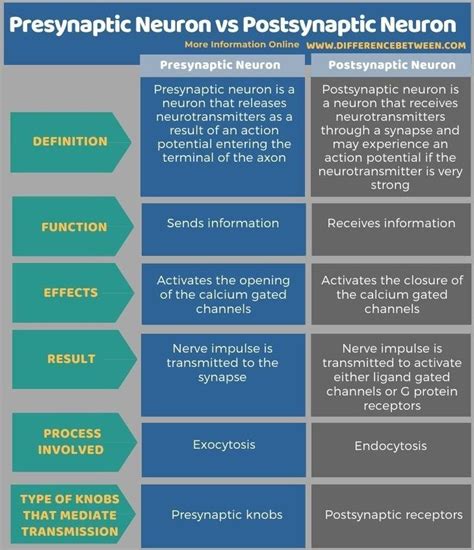 Presynaptic Neuron vs Postsynaptic Neuron - Tabular Form | Biochemical ...