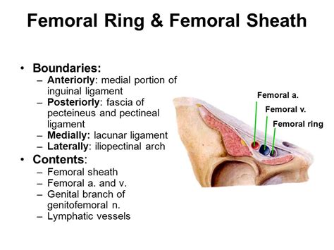 Femoral Ring Boundaries