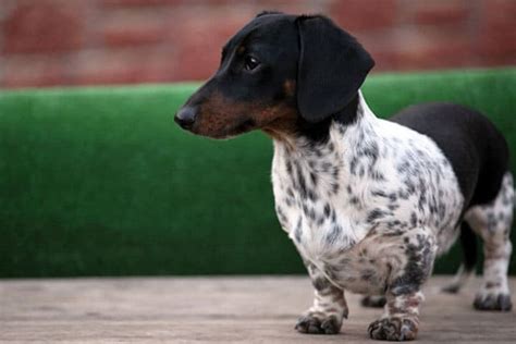 Are Piebald Dachshund Rare