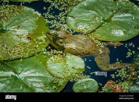 A frog blends in with its habitat in a pond Stock Photo - Alamy