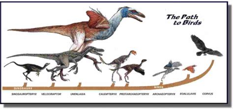 Evolution timeline - EVolution of birds