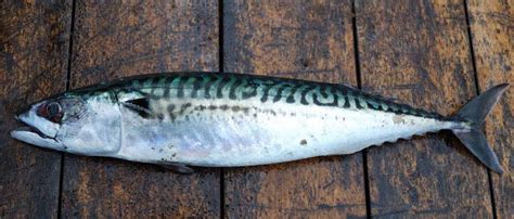 What Is Mackerel - How to Catch Mackerel | BadAngling