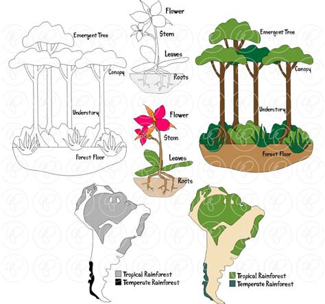 Learning About the Amazon Rainforest: Clip Art Pack 300 Dpi Digital ...