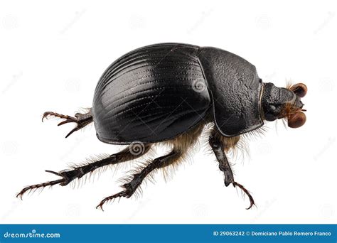 Earth-boring Dung Beetle Species Geotrupes Stercorarius Stock Photo - Image of geotrupes ...