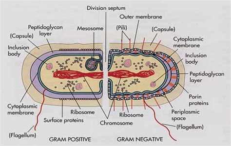 Bacterial Structure - WikiEducator