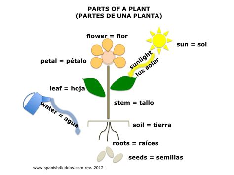 Plant Diagram with English and Spanish terms - Spanish4Kiddos Tutoring Services