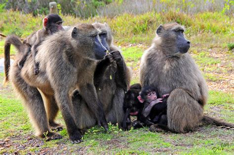 Baboon Troop Photograph by Jay Walshon MD - Fine Art America