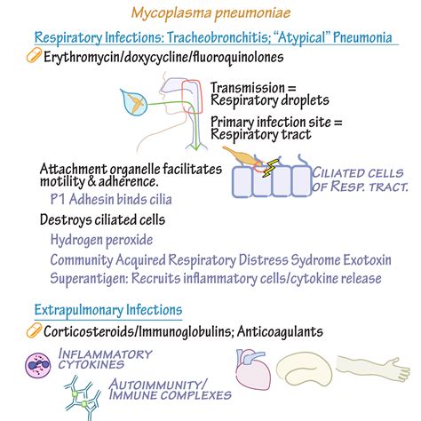 Immunology/Microbiology Glossary: Mycoplasma & Ureaplasma | Draw It to Know It