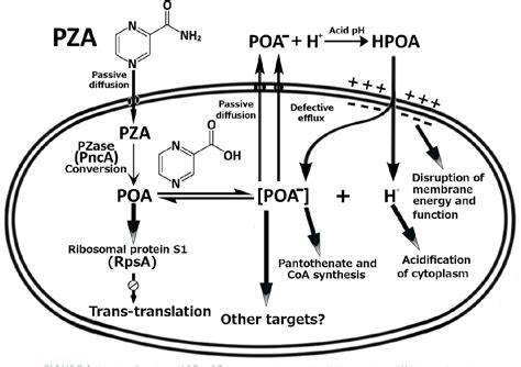 Mechanisms of Pyrazinamide Action and Resistance. | Semantic Scholar