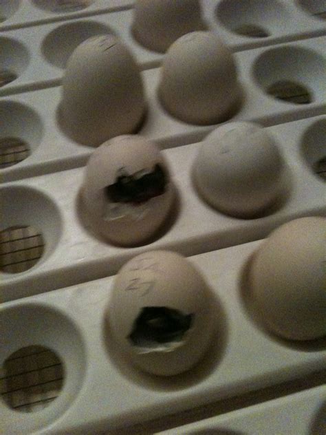 Silkie eggs hatching out today | My Chicken Tales