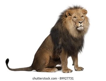 Tail Lion: Over 9,875 Royalty-Free Licensable Stock Photos | Shutterstock