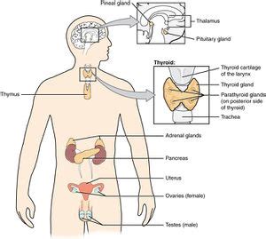 Endocrine System - Physiopedia