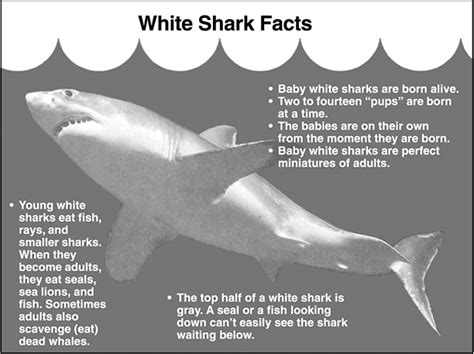 White Shark Facts: Young white sharks eat fish, rays, and smaller sharks. When they become ...