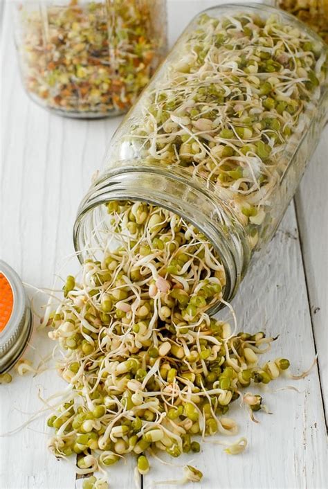 Growing Sprouts & DIY Sprouting Jars tutorial | BoulderLocavore.com