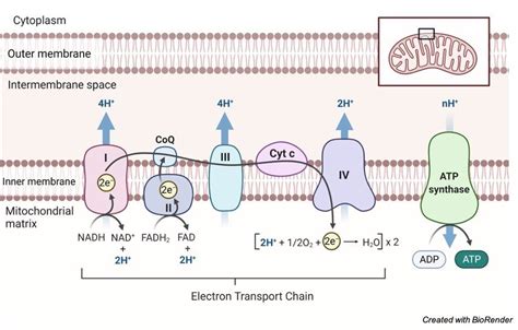 Chemiosmosis in Chloroplasts Involves Which of the Following Processes