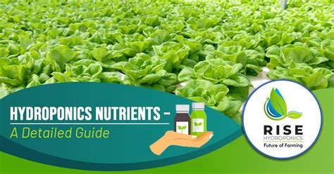 Hydroponic Nutrients - A Detailed Guide - Rise Hydroponics